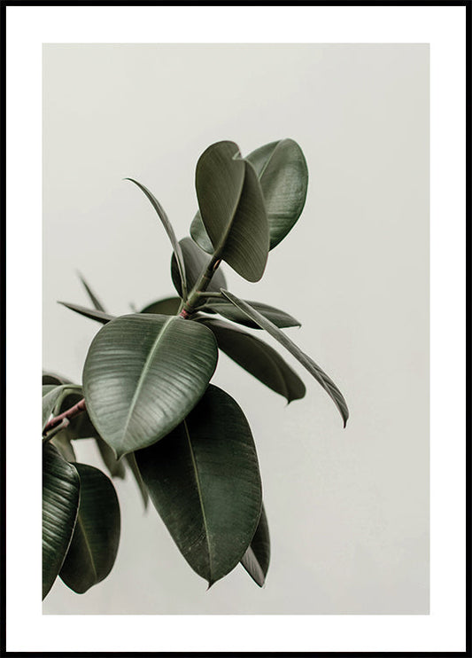 a plant with green leaves on a white background