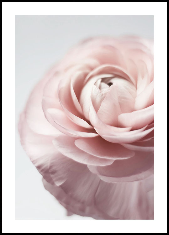 Pink Ranunculus Plakat - Posterbox.dk
