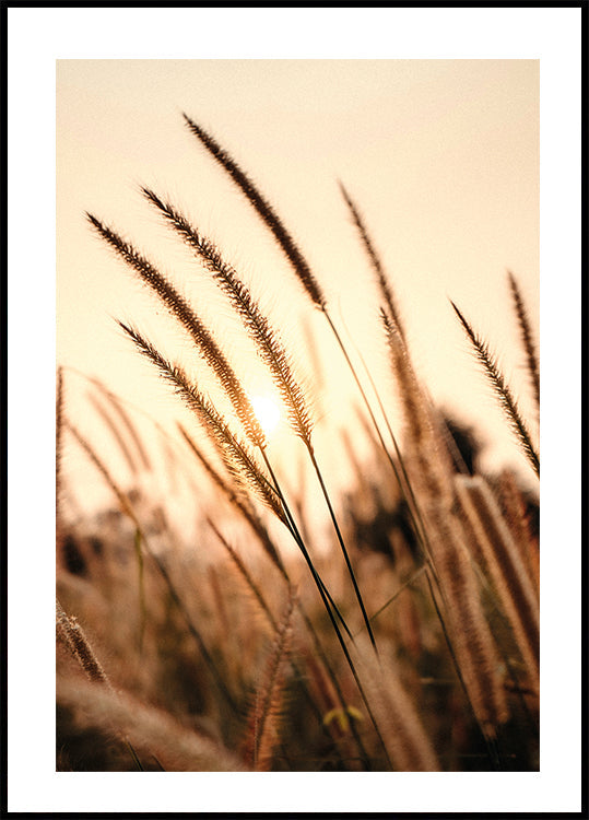 Sunset Dry Grass -juliste 