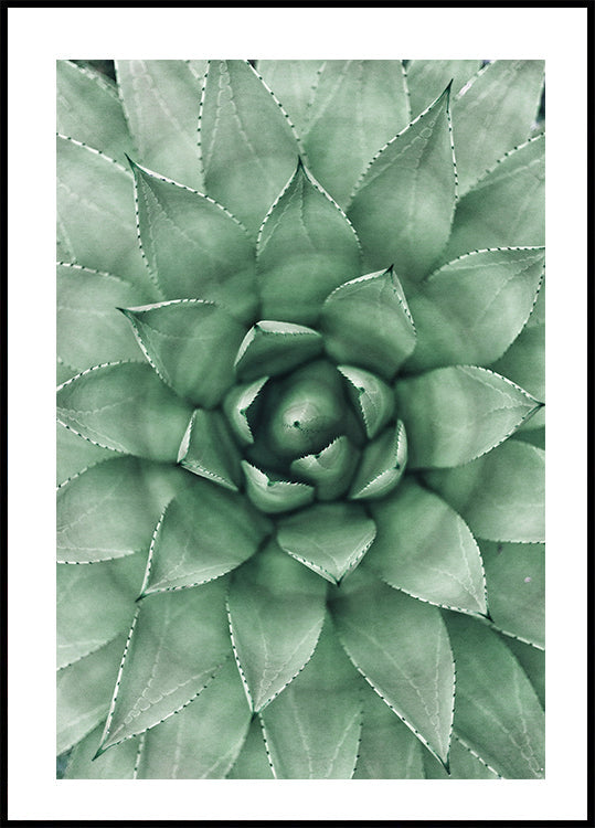 Green Succulent Plant Design -juliste