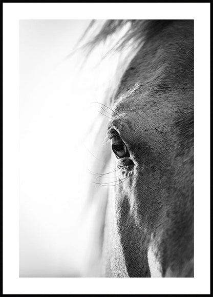 Horse Eye -juliste 