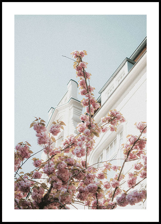 Cherry Blossom -juliste 