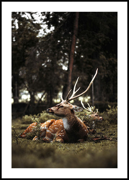 Deer In The Forest -juliste 