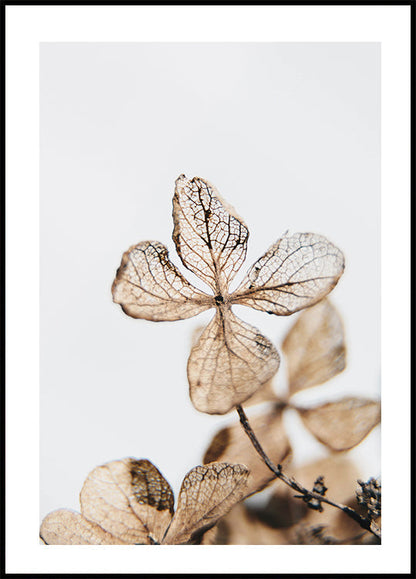 Four Leaves Plant -juliste 