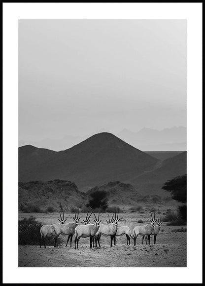 Arabian Oryx Walk The Sands -juliste 