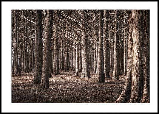 Pinewood Forest -juliste 