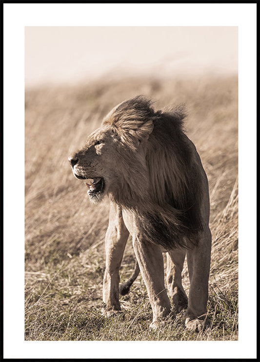 Lion In Profile -juliste 