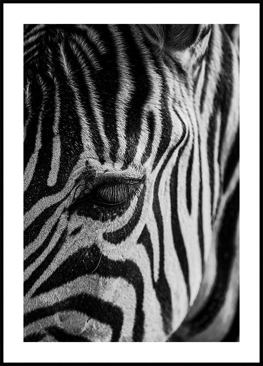 Zebra Eye -juliste 