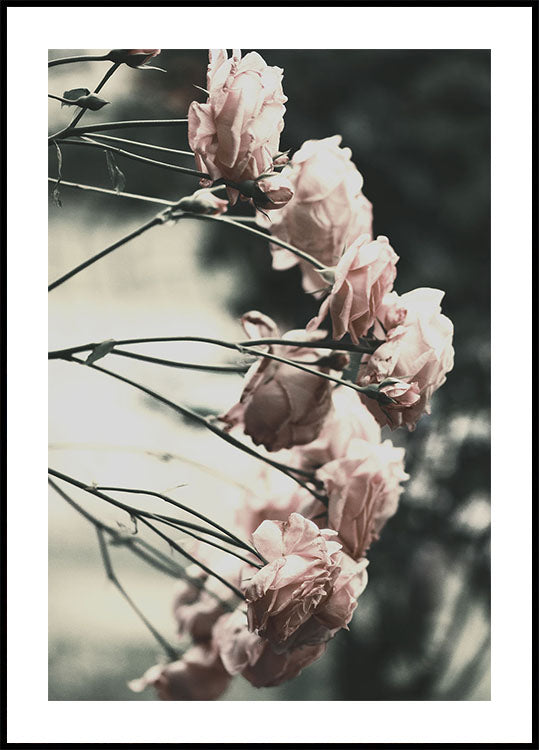 Rose Bush Plakat - Posterbox.dk