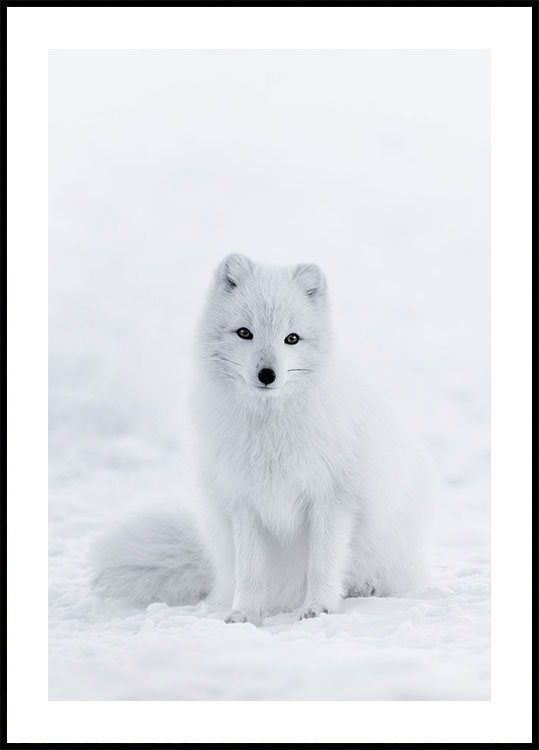 Snow Fox -juliste 