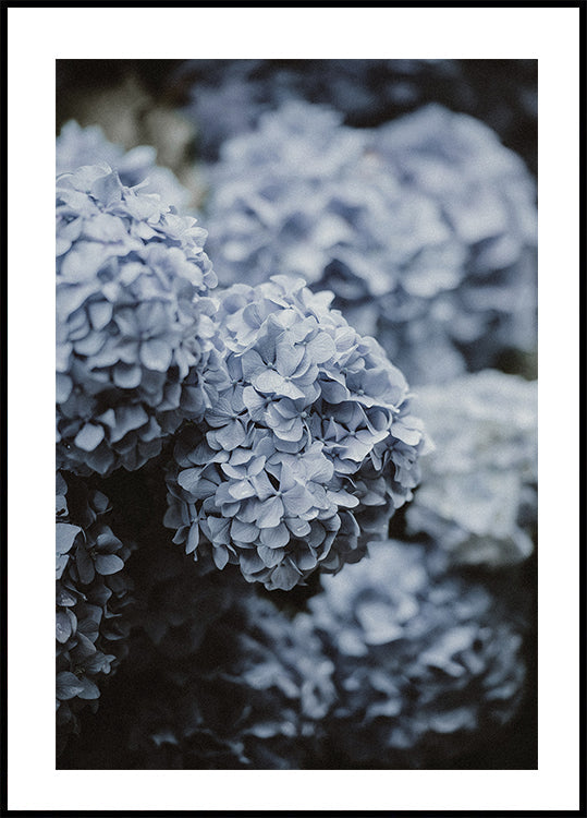 Blue Hortensia juliste 