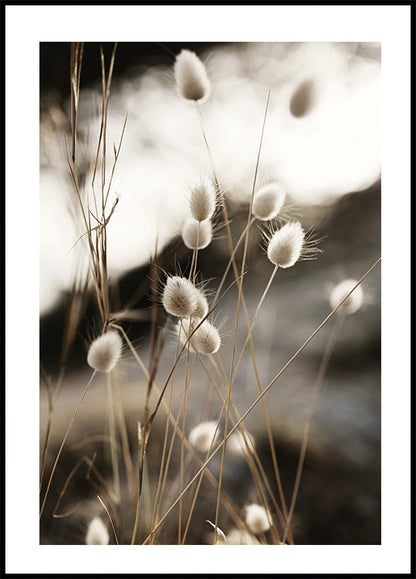 Grass In Sunlight -juliste 