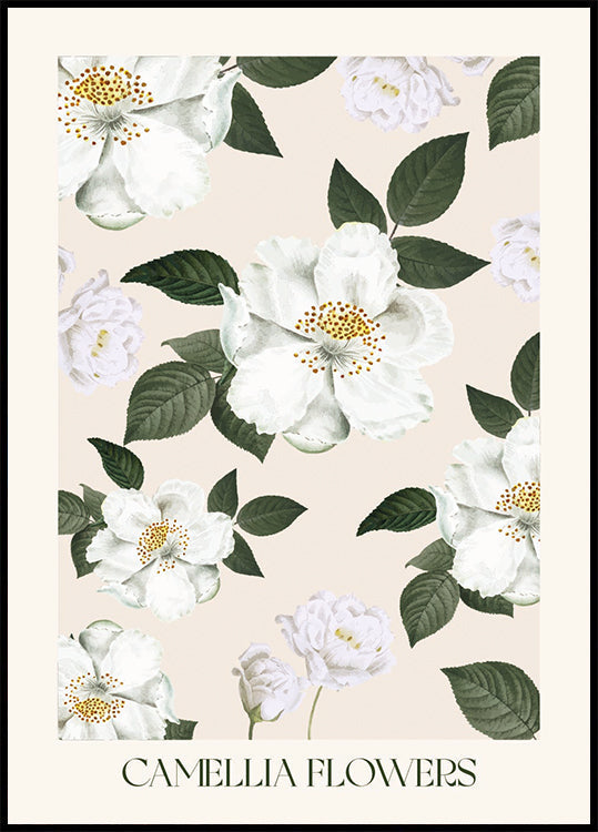 Camellia Flowers -juliste 