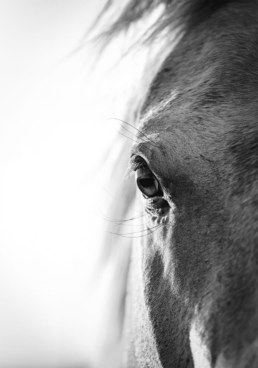 Horse Eye -juliste 