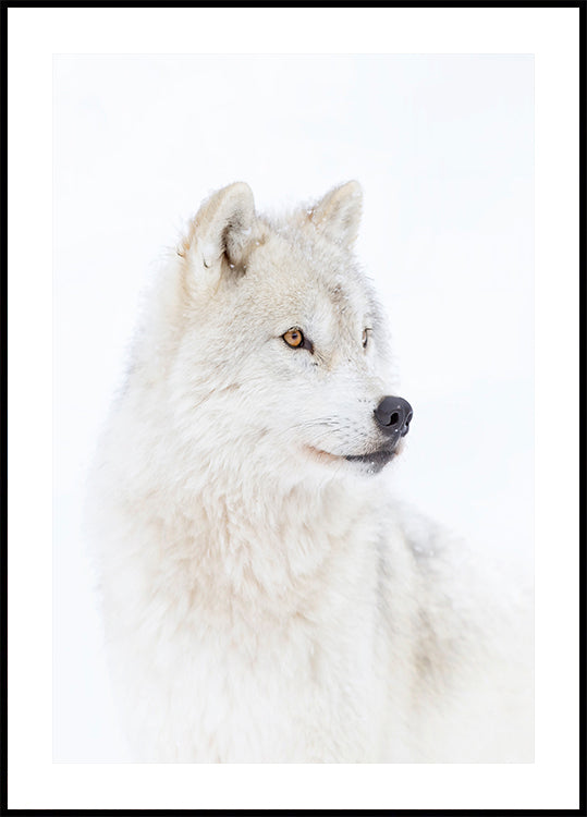 Portrait of an Arctic Wolf Plakat - Posterbox