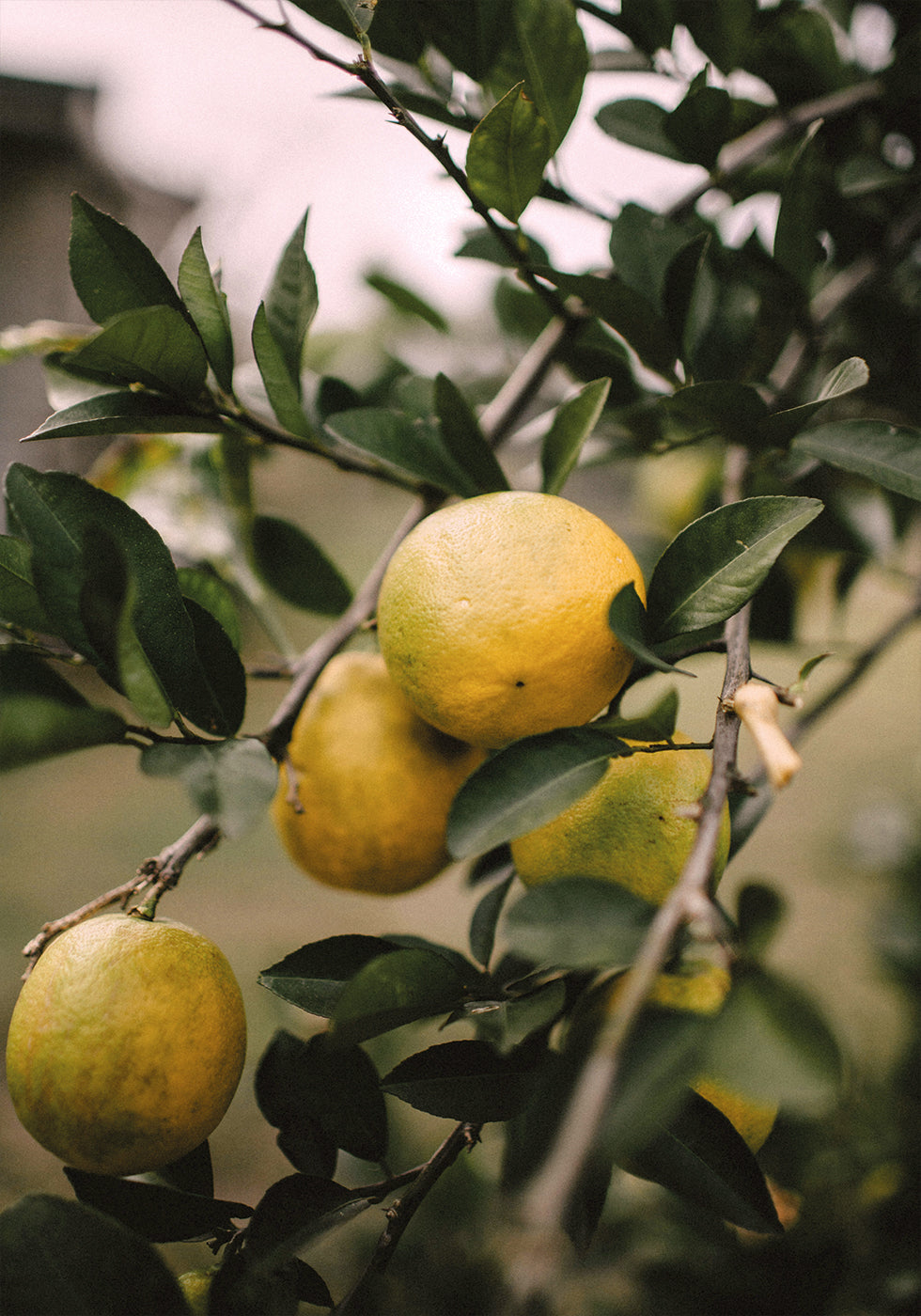 Lemons Tree -juliste 