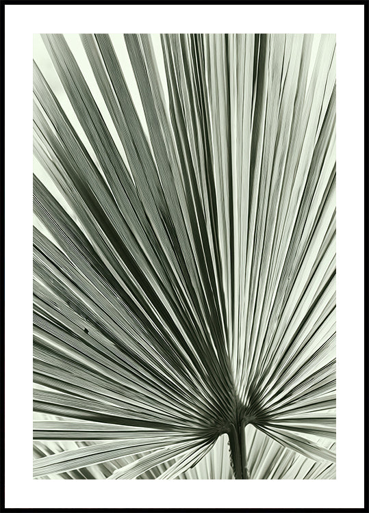 Palm Leaf (NEW) - Posterbox