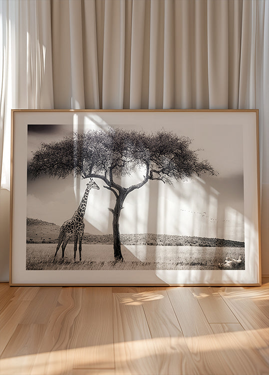 Afrikan auringon alla juliste