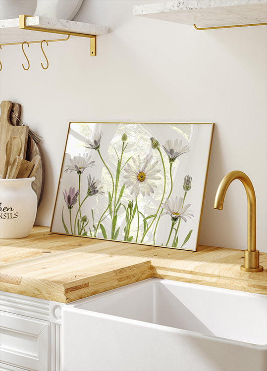 Cape Daisies -juliste