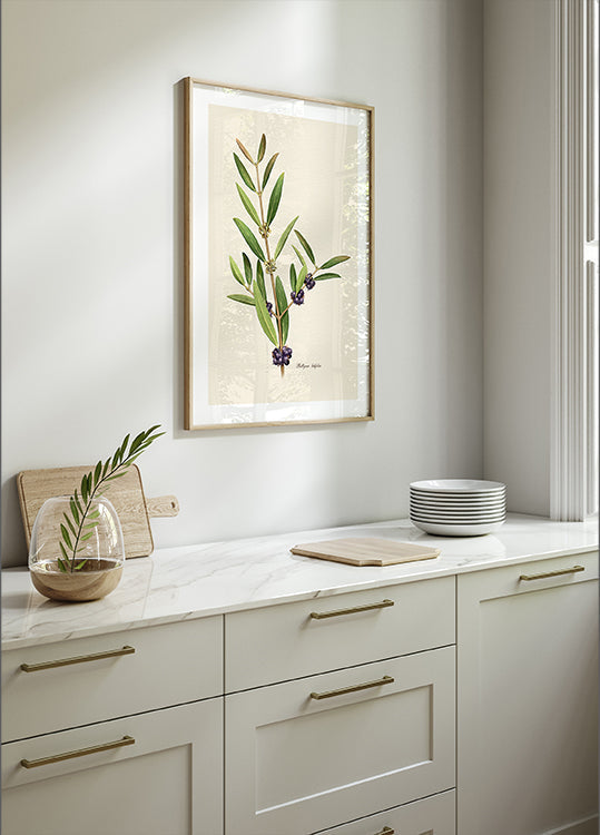 Kasvitiede Phillyrea Latifolia -juliste