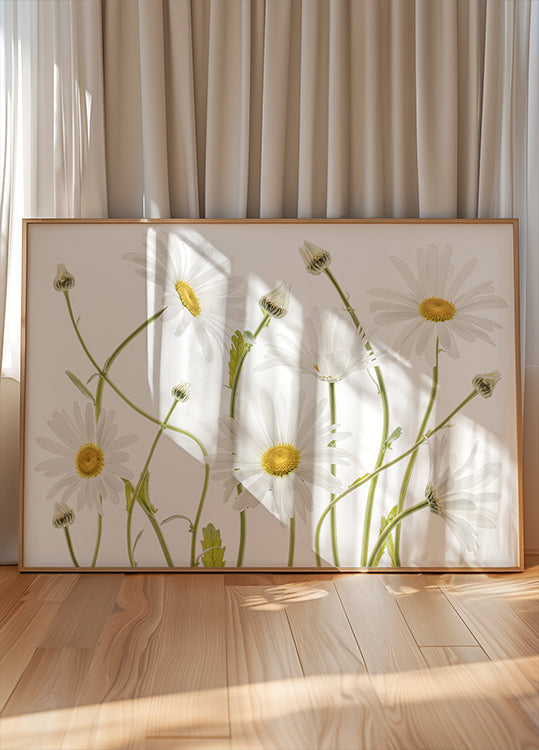 Ox eye Daisies -juliste
