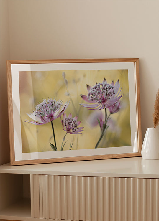Astrantia Major -juliste