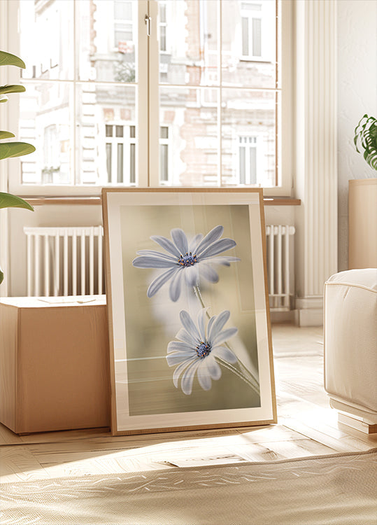 Cape daisies -juliste