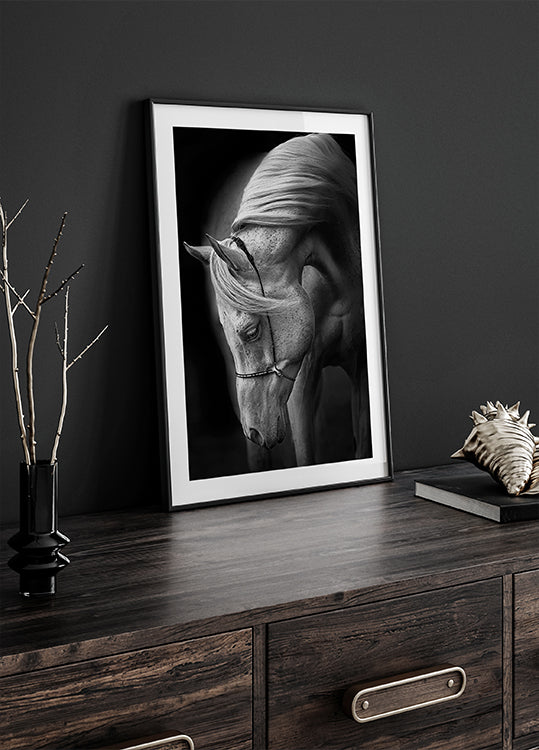 valkoinen ori Juliste