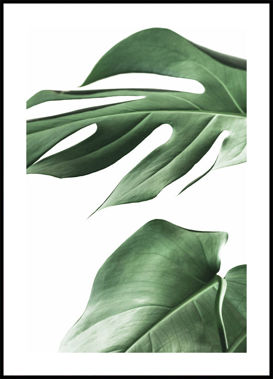 Monstera Plant -juliste 