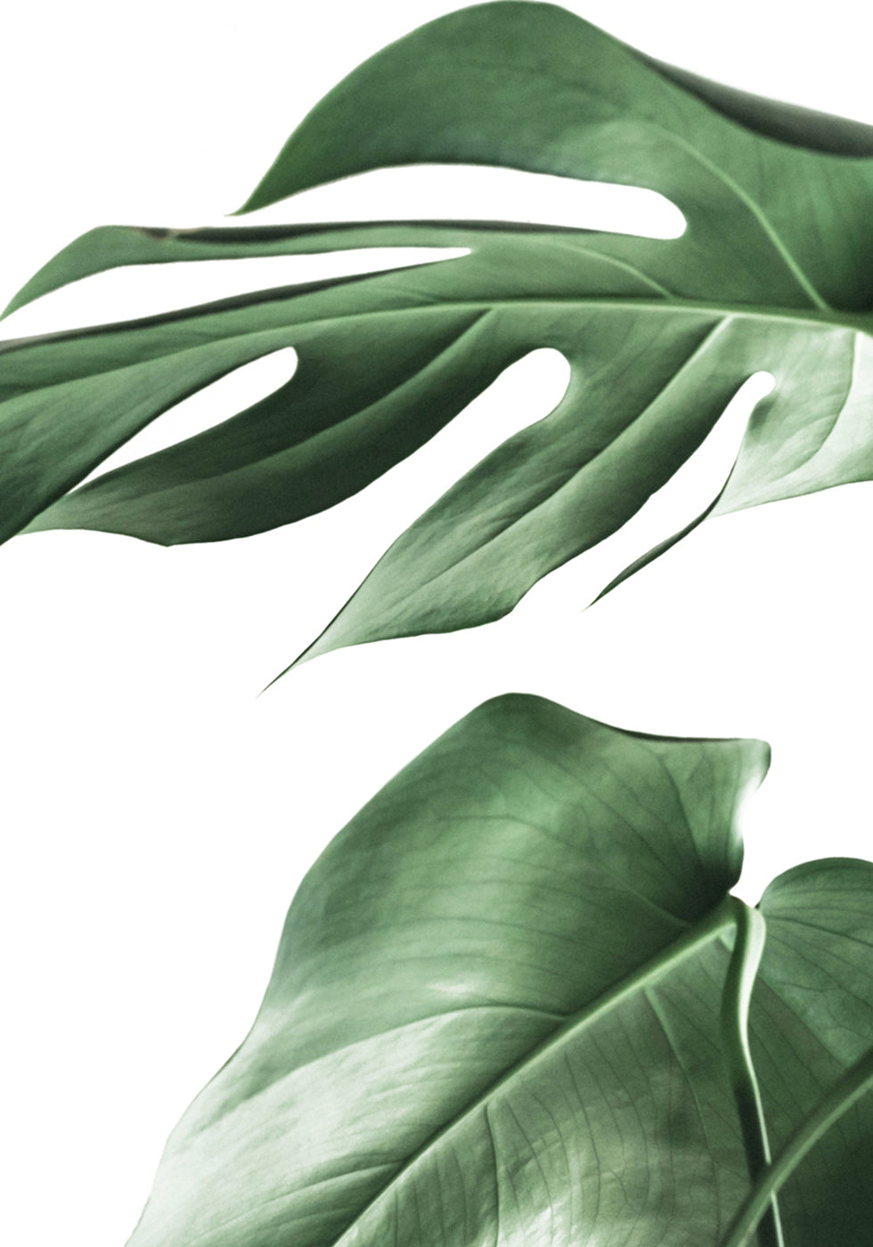 Monstera Plant -juliste 