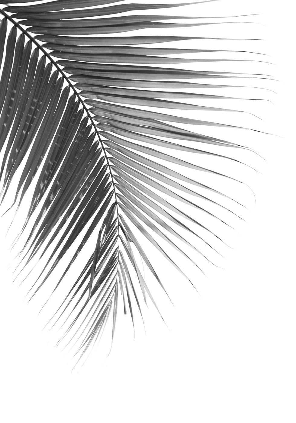 Tyylikäs Palm Leaf -juliste