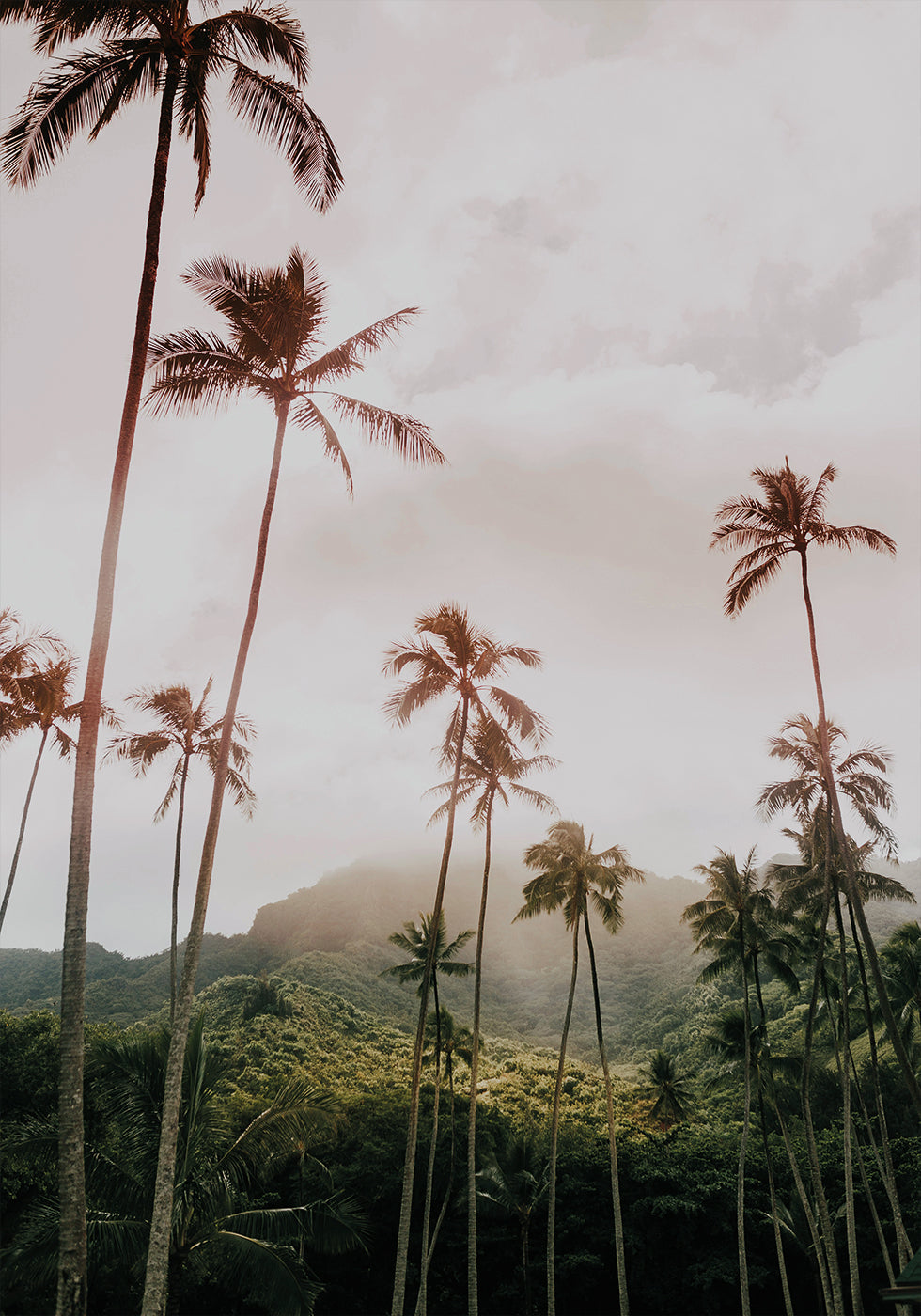 Palms and Mountain -juliste 