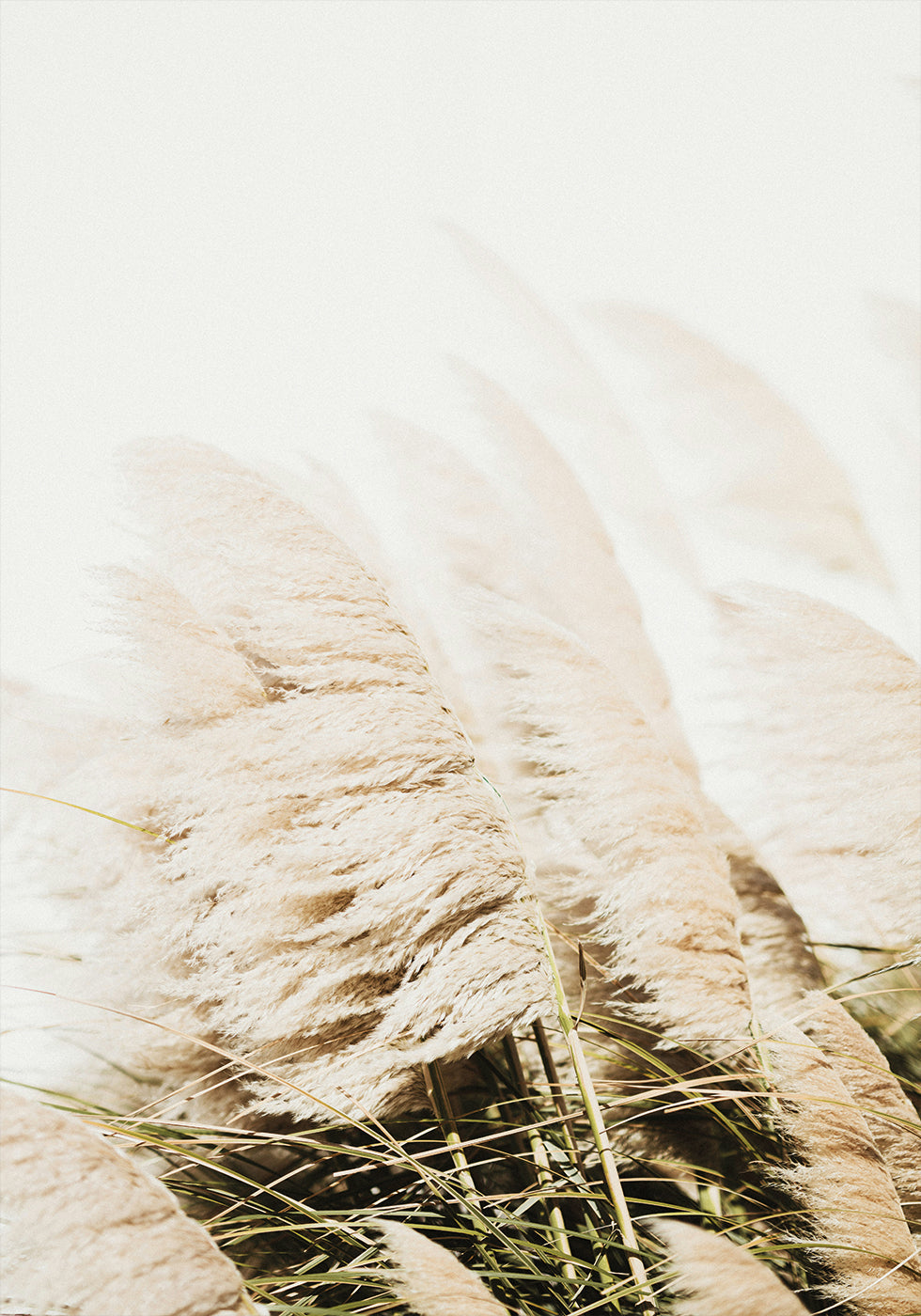 Pampas Grass -juliste 