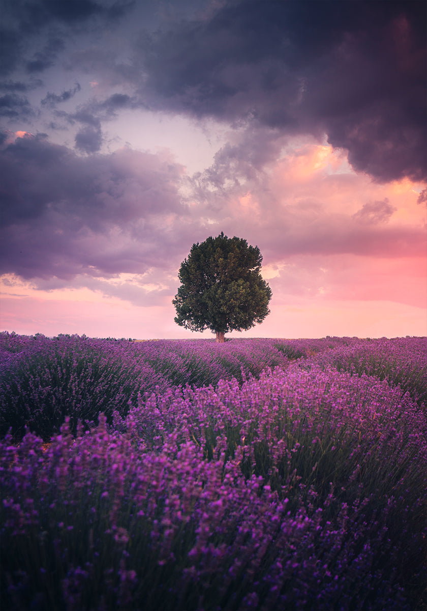Lavender Fields, Isparta-juliste