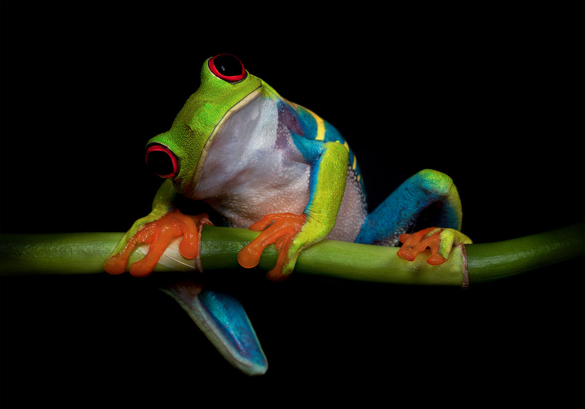 Uteliaisuuden juliste