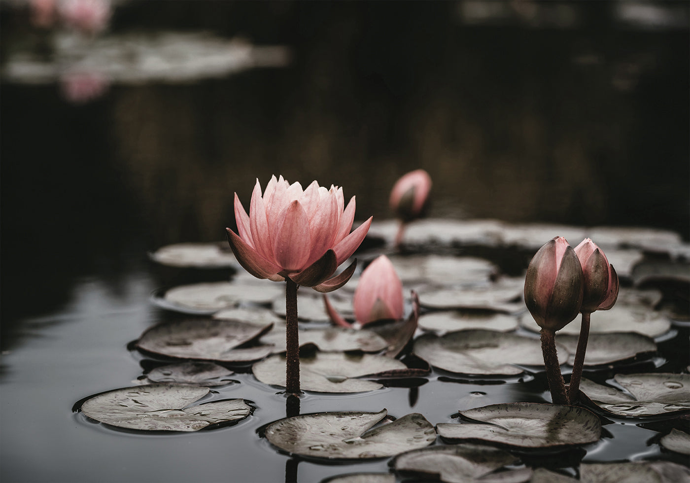 Pink Lotus Flowers -juliste 