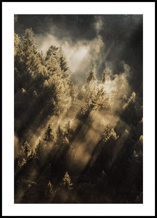 Forest at Sunrise Plakat - Posterbox.dk