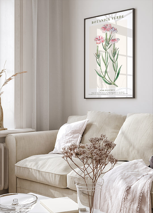 Pink Dianthus kasvitieteellinen juliste - Posterbox.dk