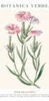 Pink Dianthus kasvitieteellinen juliste - Posterbox.dk