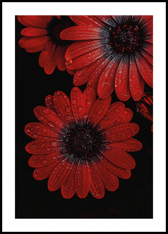 Red Dimorphotheca Flowers with Water Droplets Plakat - Posterbox.dk