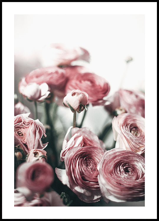 Soft Pink Ranunculus Plakat - Posterbox.dk