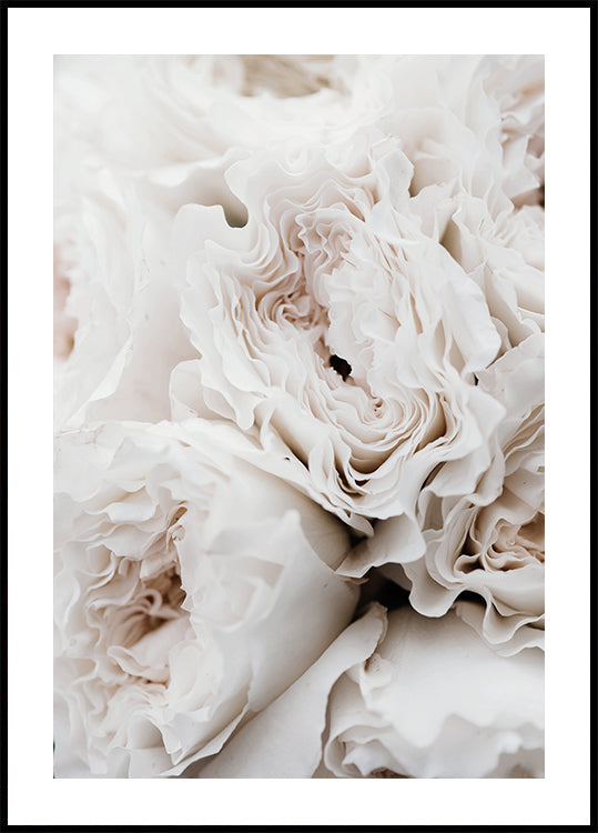 White Blossoming Roses Plakat - Posterbox.dk