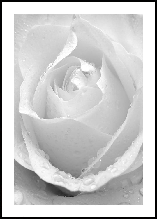 White Rose No.2 Plakat - Posterbox.dk