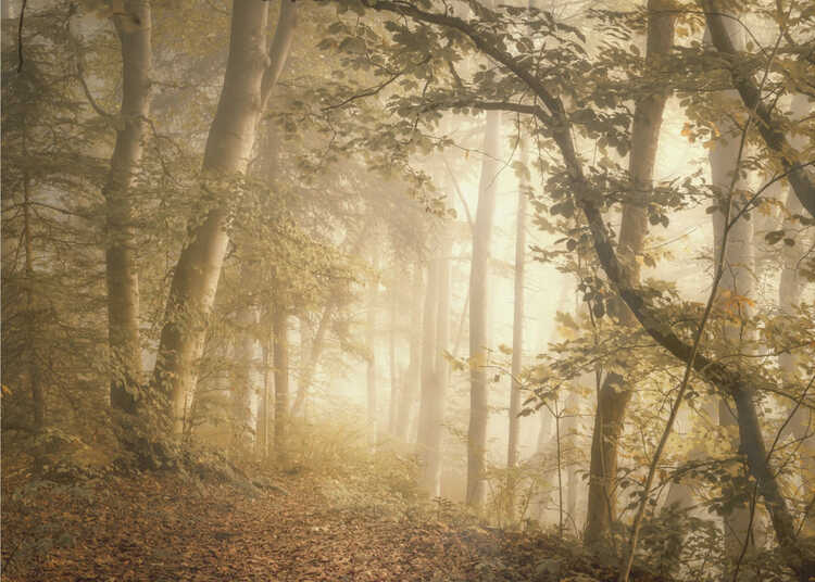 Metsän valo