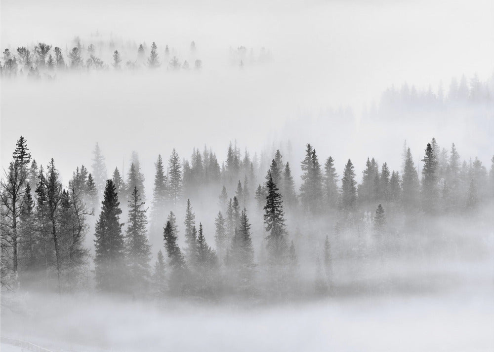 Sumuinen metsä