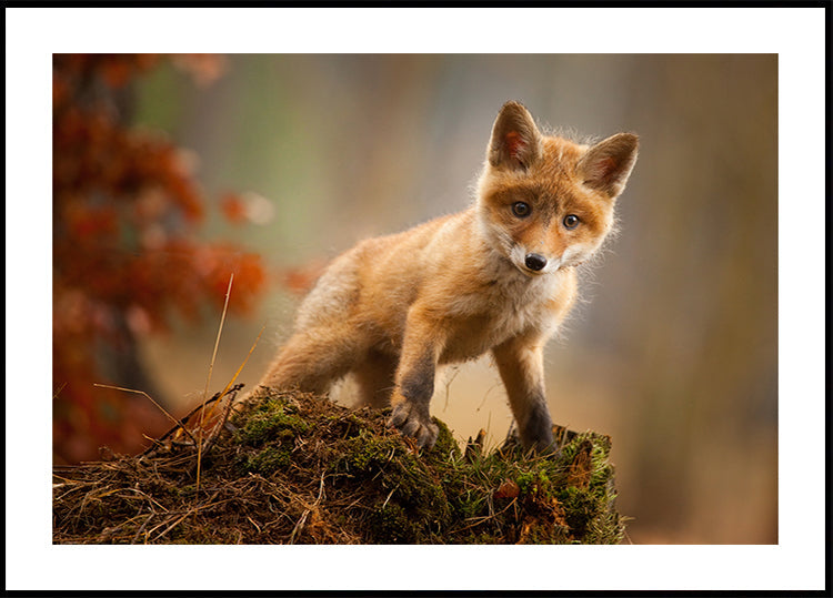Fox Plakat - Posterbox