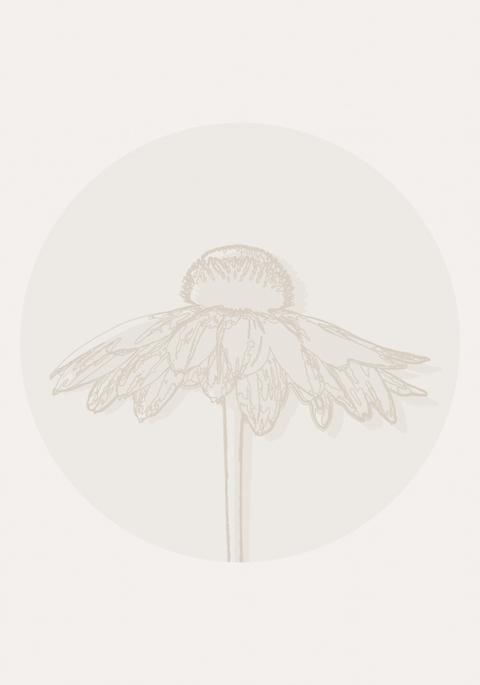 Minimalistinen Coneflower Bloom