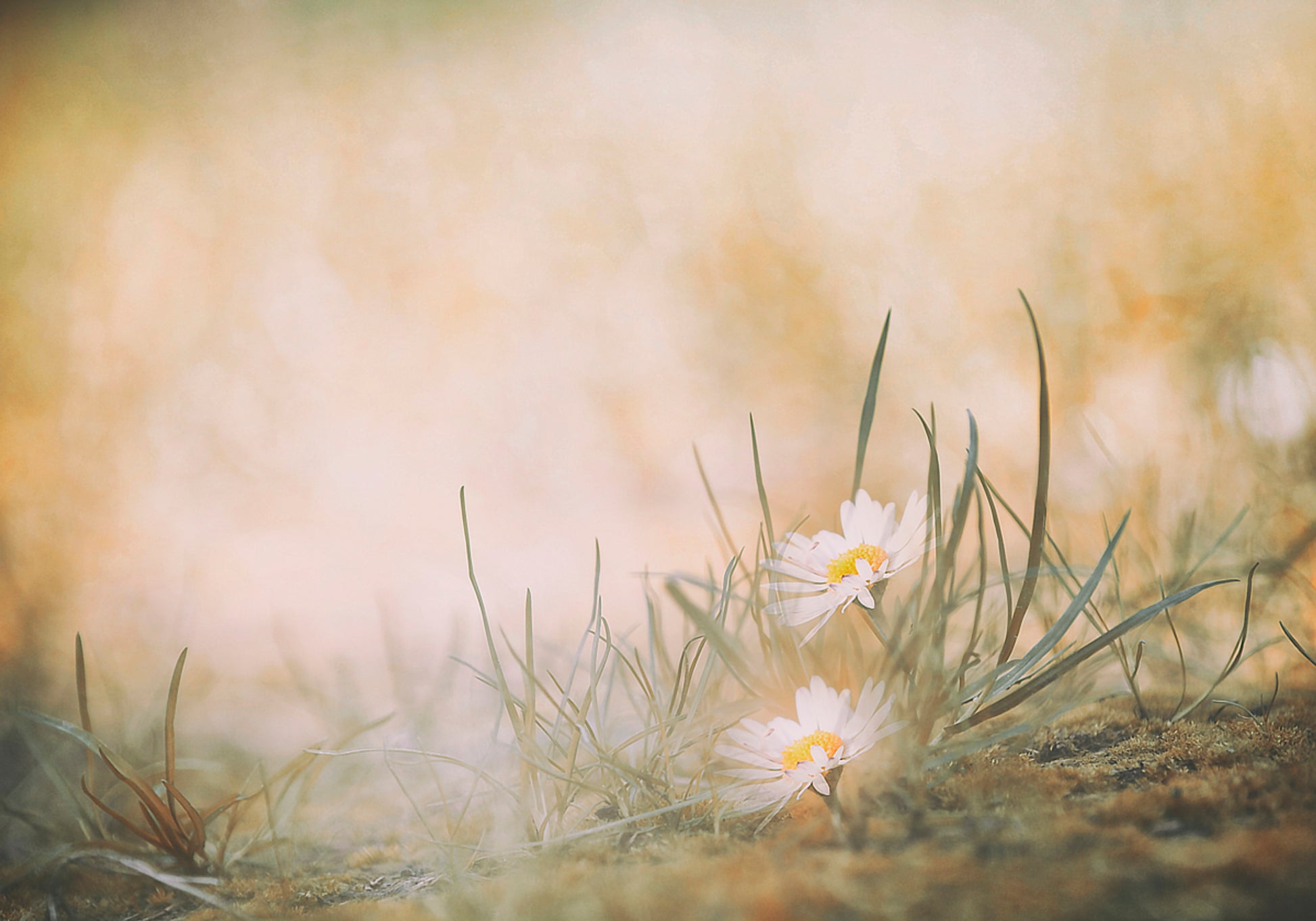 Rauhalliset Meadow Daisies