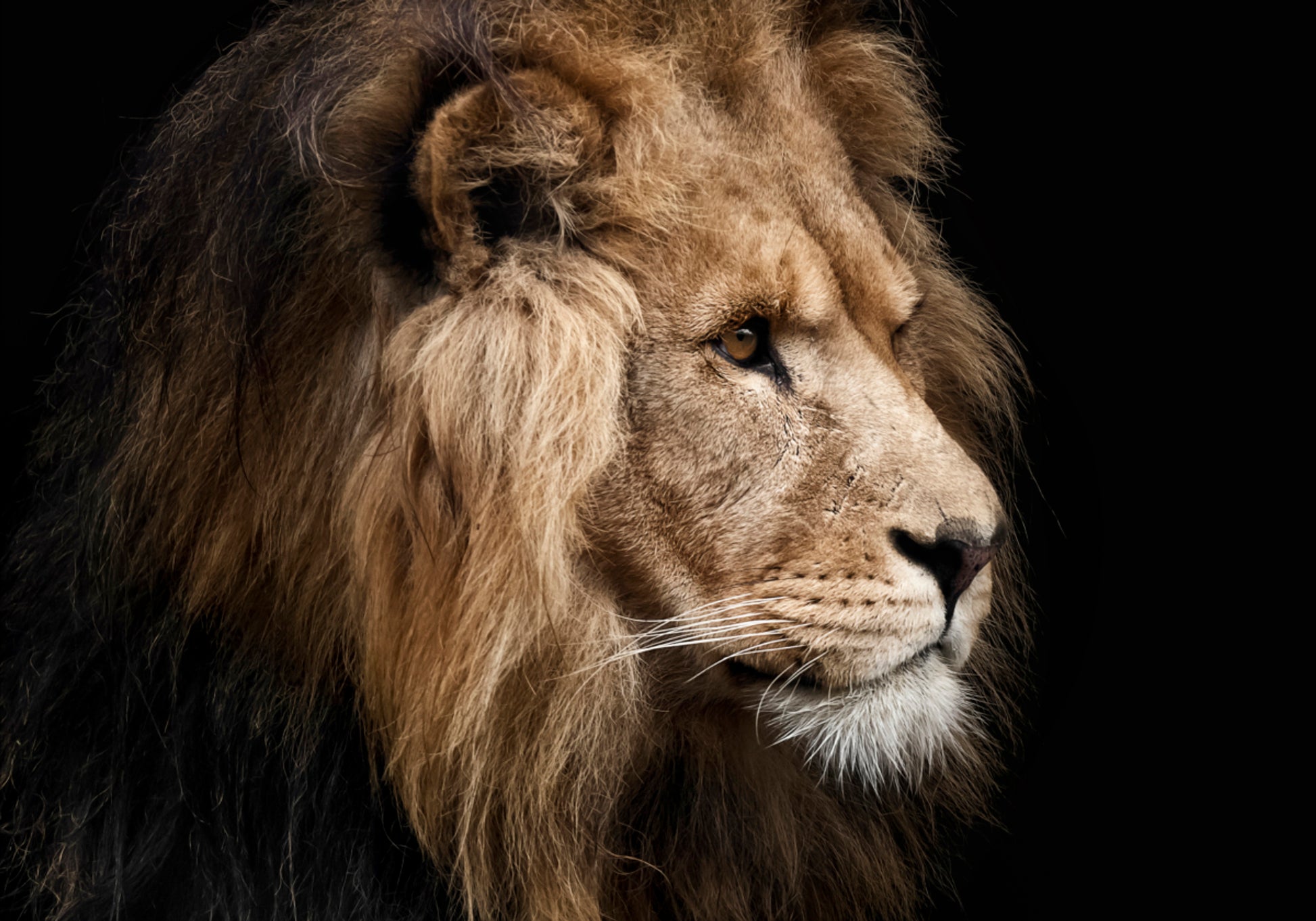 Majestic Lion -profiili