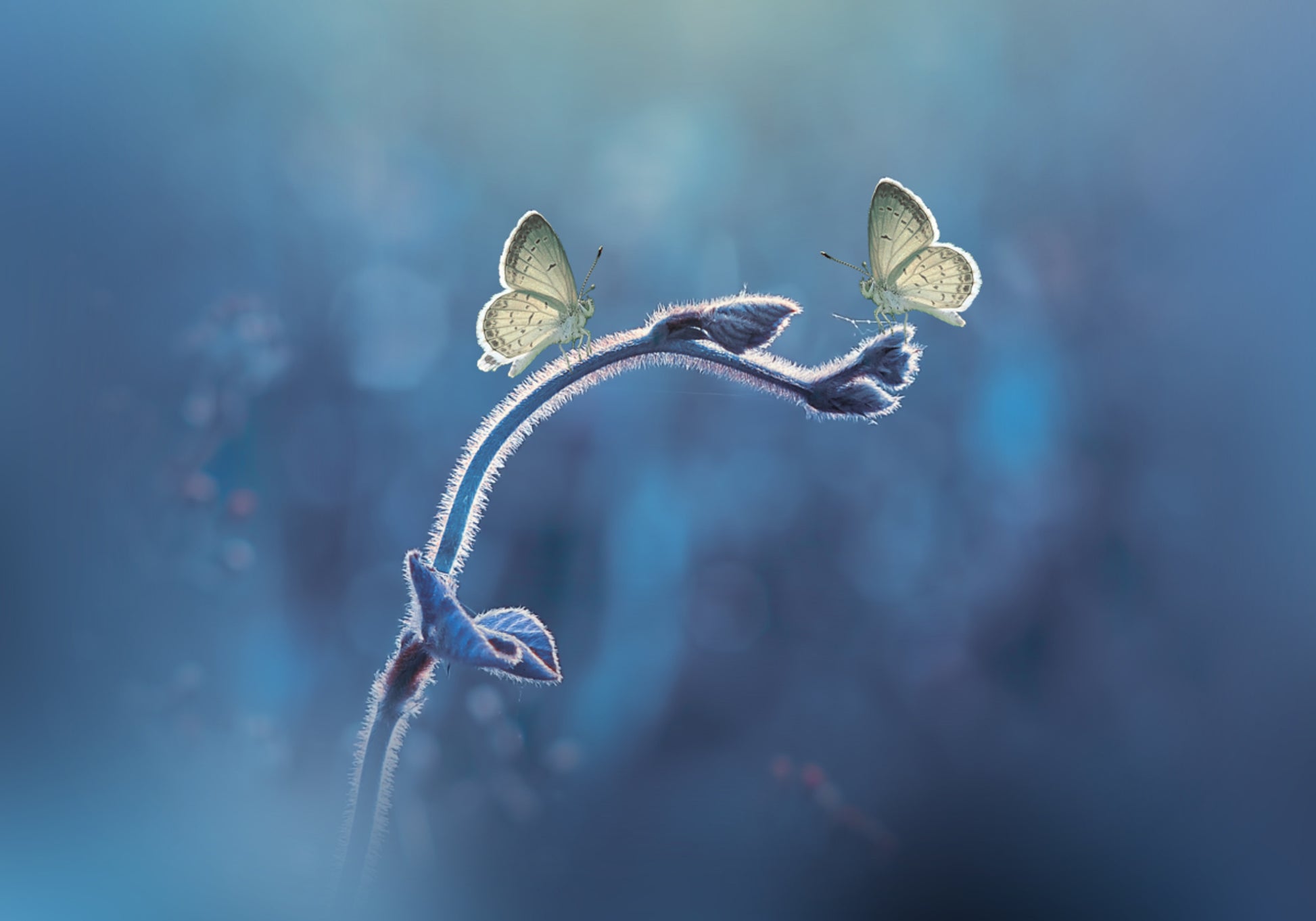Herkkä Butterfly Duo